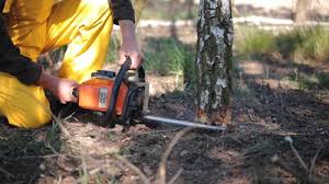 Best Tree Cabling and Bracing  in Leonard, TX