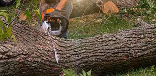 Best Tree Removal  in Leonard, TX