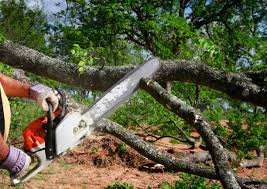 Best Commercial Tree Services  in Leonard, TX