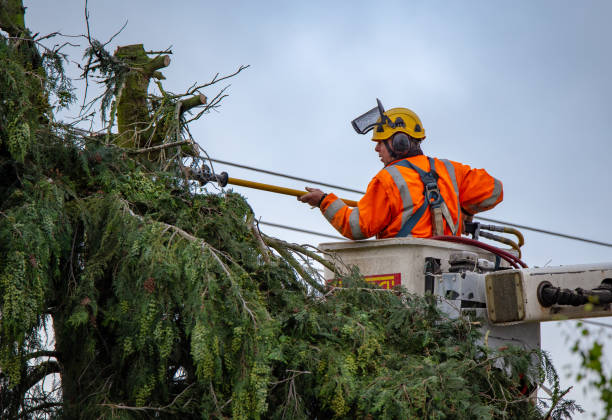 Best Storm Damage Tree Cleanup  in Leonard, TX