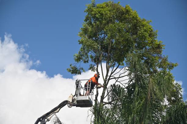 Best Tree Trimming and Pruning  in Leonard, TX