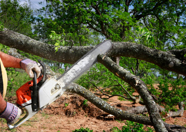 Best Arborist Consultation Services  in Leonard, TX