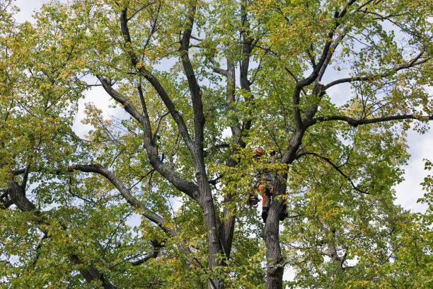 Professional Tree Services in Leonard, TX